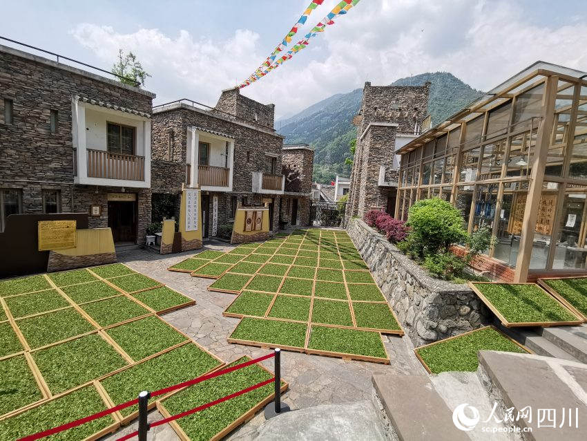 2016年正在曬春茶“茶祥子”制茶坊。受訪者供圖