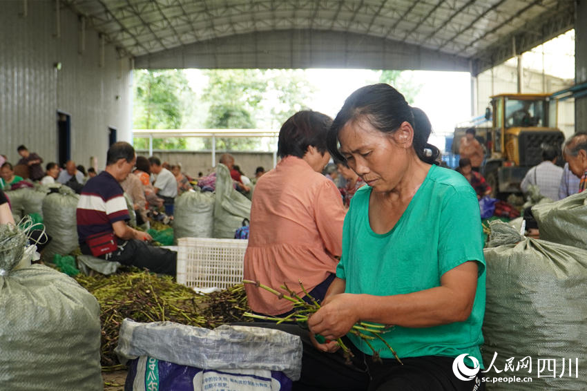 數(shù)百村民制作苓種。人民網(wǎng) 趙祖樂攝