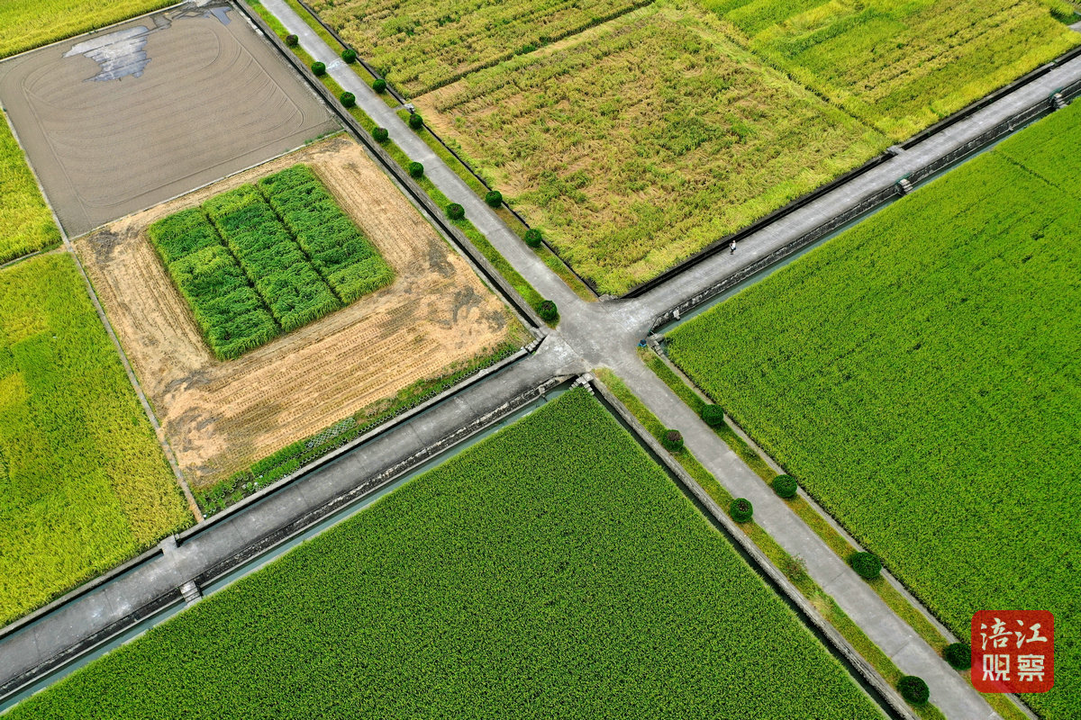 2024年8月30日，綿陽農(nóng)科院基地 周良斌1_1.jpg