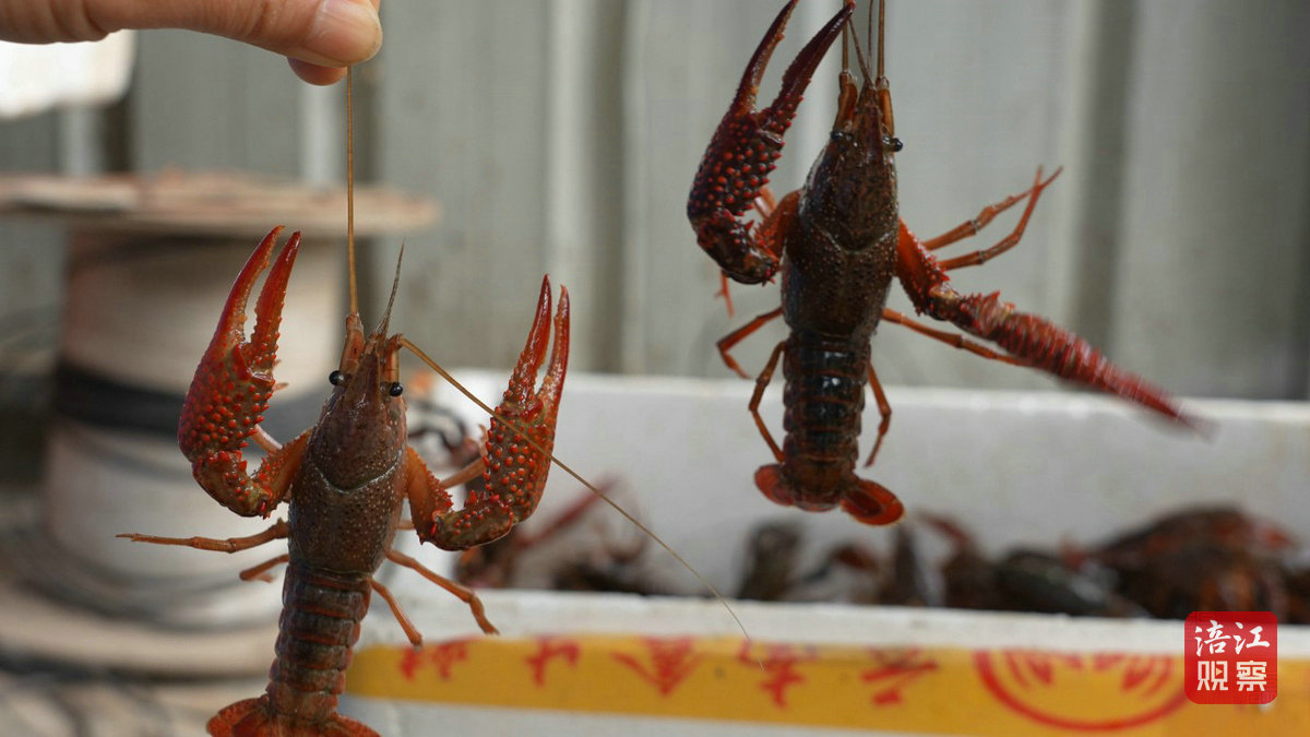 小龍蝦4_1.jpg